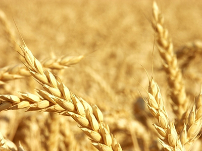 国家临储小麦销售成交率走高