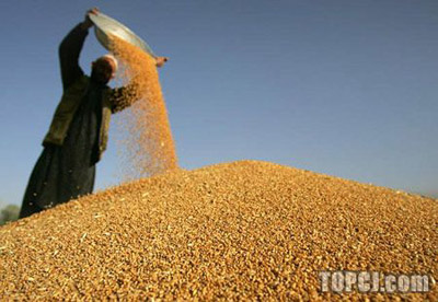 全球小麦质量下滑