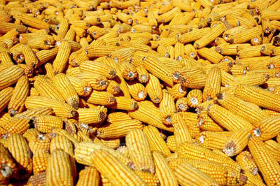 玉米收储制度改革须坚持市场化导向