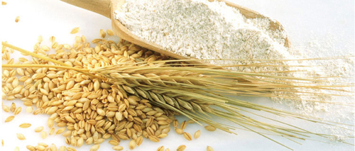 面粉价格上涨 小麦价格坚挺强势迎新
